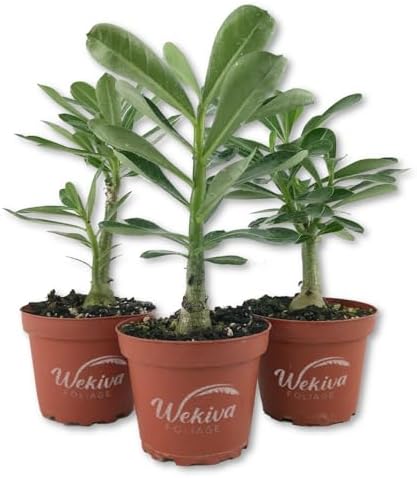 Desert Rose Plant - Live Plant in a 4 Inch Pot - Adenium Obesum - Dramatic Low-Water Succulent