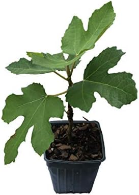 2 Brown Turkey Fig Plants in 4 Inch Containers, Well Rooted and Sturdy! Tennessee Grown