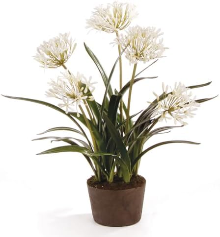 Napa Home & Garden Conservatory Agapanthus Drop in Plant 29 Inch White