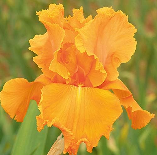 Penny Lane, Colorful Bearded REBLOOMING IRIS (1) Rhizome/Bulb/Root Ready for Planting Now