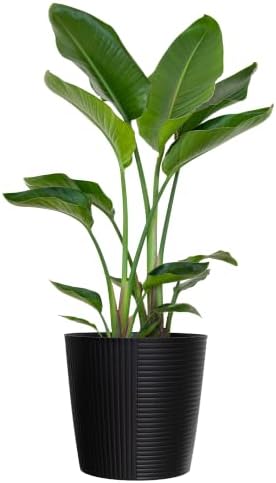 White Bird of Paradise Live Plant 10 inch Pot United Nursery