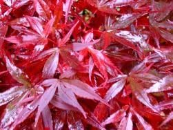 Shaina Japanese Maple 2 - Year Live Plant