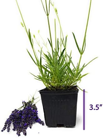 L+ French Provence Lavender — 1 Live Plant in 4" Pots — Blue-Purple Flowers — Fragrant, Bee-Friendly, Drought & Deer Resistant Perennial — Zones 5–9 — Grown in Sequim, WA
