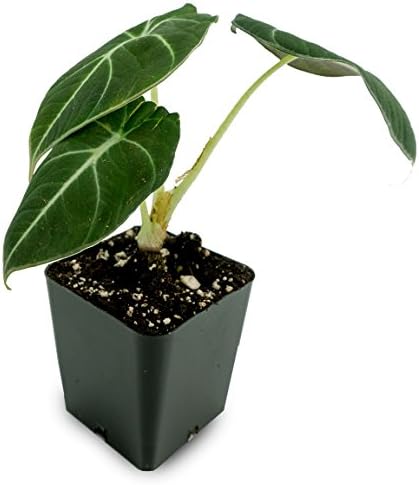 Alocasia reginula 'Black Velvet'