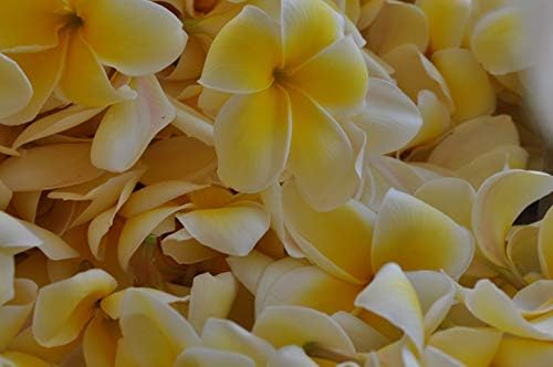 Hawaiian Yellow Plumeria Plant Cutting ~ Grow Hawaii
