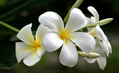 Hawaiian White Plumeria Plant Cutting Live Tropical Fragrant Tree - 10-12 Inch Unrooted Frangipani