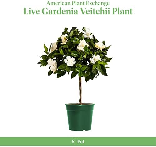 American Plant Exchange Gardenia Tree – Live Evergreen in Large 8-Inch Pot, Fragrant White Blooms, Easy-Care Indoor & Outdoor Flowering Tree for Home, Patio & Garden Décor
