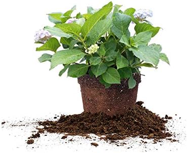 Perfect Plants Penny Mac Hydrangea, 3 Gallon, Flowering Shrub