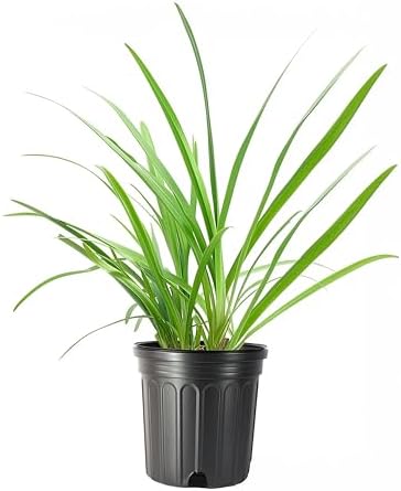 Agapanthus Africanus Getty White | 60 Live Plants | Evergreen Perennial, Summer Blooms, Long-Lasting Flowers, Low Maintenance, Container Friendly, Dramatic Foliage, Pollinator Friendly