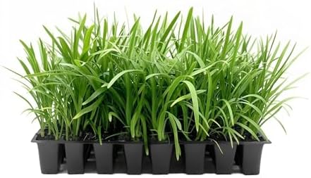 Blue Agapanthus Africanus Lily of the Nile | 30 Live Plants | Easy Care, Perennial Blooms, Attracts Pollinators, Drought Tolerant, Garden Borders, Ornamental Foliage, Summer Flowers