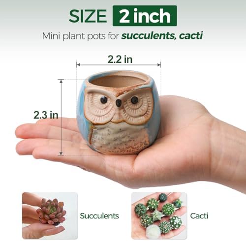 T4U Mini Succulent Ceramic Pots for Gifts, Small Planters for Decor 6 Pack | Planters with Drainage, for live cactus plants, bonsai tree starter pots, indoor windowsill decor, office desk accents