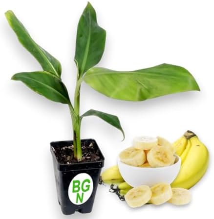 Pisang Raja Banana Plant -"King of Bananas" - Live Banana Plant