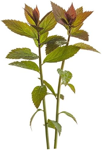 Proven Winners - Spiraea jap. Double Play Gold (Spirea) Shrub, , #3 - Size Container