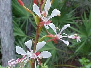 100 White GAURA Whirling Butterflies Gaura Lindheimeri Flower Seeds