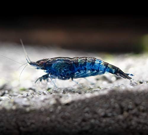 5 Live Freshwater Dream Blue Velvet Shrimp (Neocaridina davidi) - Breeding Age Adults at 1/2 to 1 Inch Long