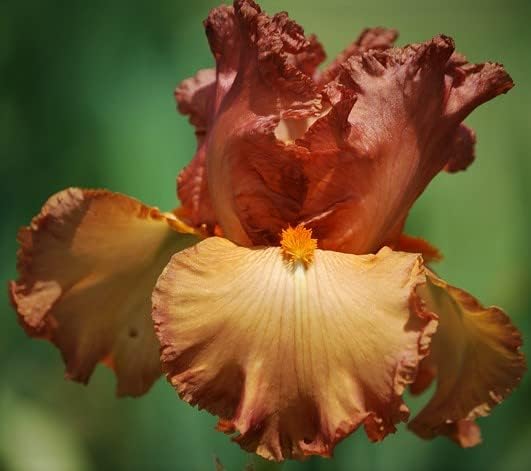 Copper Classic, Colorful Bearded REBLOOMING IRIS (1) Rhizome/Bulb/Root Ready for Planting Now