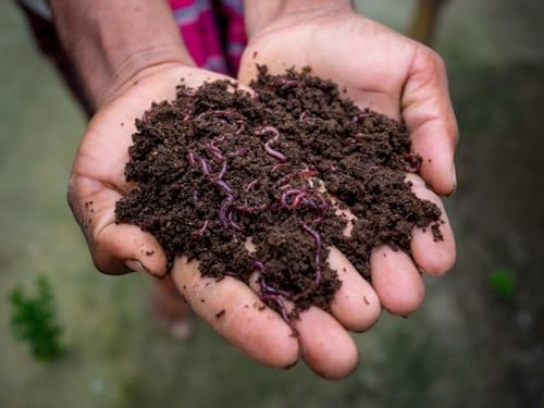 250+ Red Wiggler Earthworms, Organic and Sustainably Raised, Model:, Home/Garden & Outdoor Store Y