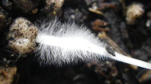 TeaLAB Insect Frass: Organic Fertilizer - 10 Pounds