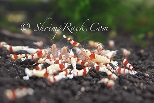 10 Crystal Red Shrimp CRS Grade S-SSS Live Freshwater Aquarium Shrimps 1/4 to 1/2 inch Long.