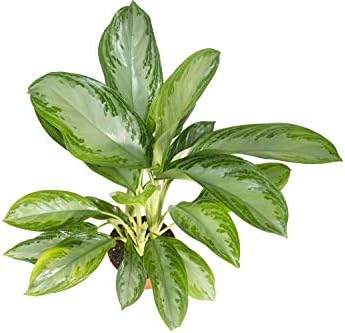 Aglaonema Silver Bay - 6" from California Tropicals