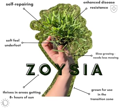 50 Zoysia Grass Plugs & Auger | Beginner's Pack