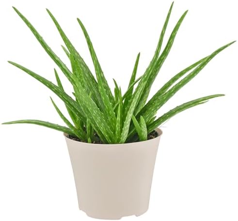 Arcadia Garden Products Live Aloe Vera Succulent Easy Indoor Houseplant in Plastic Pot, Air Purifying Ornamental Plant Gift for Home and Garden Decor