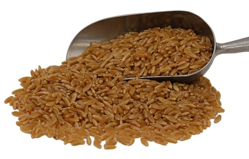 Organic Khorasan Wheat Berries - 24lbs