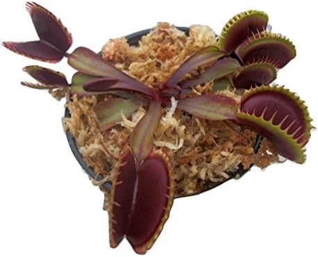 Adult Sized FTS Maroon Monster Venus Flytrap - Fly Trap - (Dionaea Muscipula) Carnivorous Plant 3 inch Pot