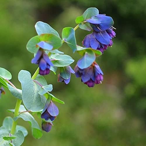 10 BLUE SHRIMP PLANT/HONEYWORT Cerinthe Major Flower Seeds