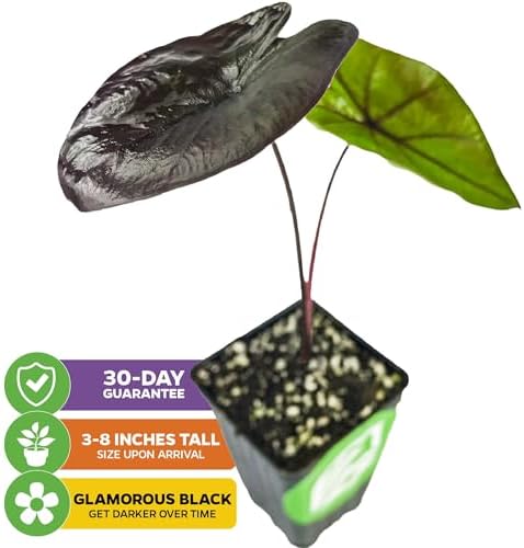 Thailand Giant Elephant Ear Live Plant - Colocasia gigantea by Wellspring Gardens - Elephant Ear Plant, Colocasia Gigantea, Elephant Ear Plant Live, Exotic Elephant Plant, Tropical Garden Design Ideas