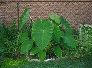 Live Bulbs Colocasia Elephant Ear Huge Leaf Esculenta Elephant Ear Taro Gabi Kalo Eddo Bulbs Ready to Grow Tropical Garden Plant (5 Bulps) by