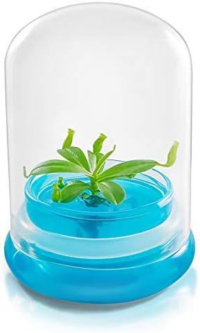 Bloomify Pitcher Plant – Live Nepenthes Tobaica – Zero Care Carnivore Plants Terrarium - Self-Sustaining Pitcher Plant Ecosystem – Great Gift