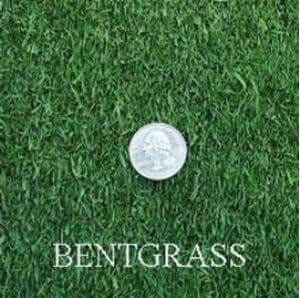 Creeping BentGrass Seeds, 5 Pounds