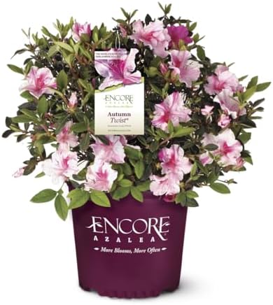 Encore Azalea Autumn Twist (2 Gallon) Pink Flowering Shrub Alive/Full Sun Live Outdoor Plant/Evergreen Plants Purple Pink Flowering Shrub - Full Sun