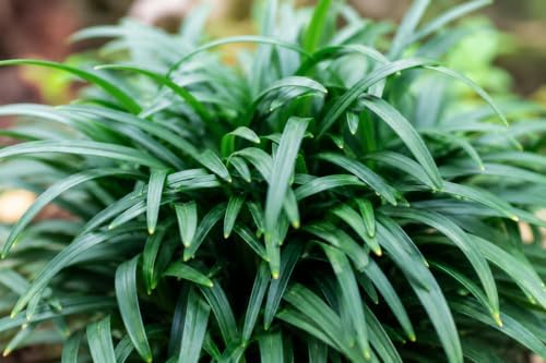Dwarf Mondo Grass | 10 Live Plants | Ophiopogon Japonicus | Ground Cover Plant, Shade Tolerant Grass, Low Maintenance Landscaping, Evergreen Foliage, Dense Green Carpet, Drought Tolerant