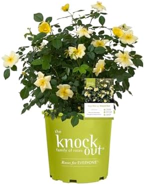 Green Promise Farms Rosa `Double Knock Out` (Reblooming) Rose, 3 Size Container, pink flower