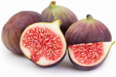 Chicago Hardy Fig Fruit Tree- Premium Size