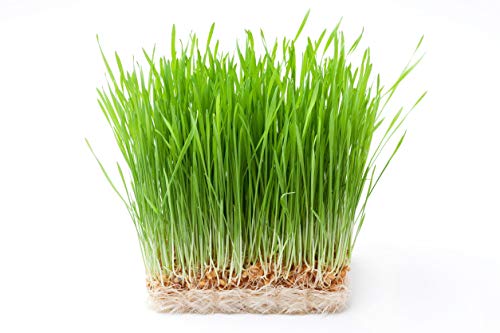Food to Live Hard Red Wheat Berries, 3 Pounds – Sprouting for Wheatgrass, Kosher, Raw, Vegan, Bulk