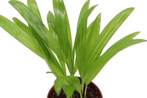 Areca Palm in 4 inch grower's Pot Sold by California Tropicals