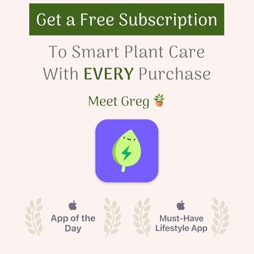 American Plant Exchange Lady Palm – 6-Inch Pot – Live Easy Care Indoor Houseplant, Air-Purifying, Low-Light Tropical Palm for Home, Office