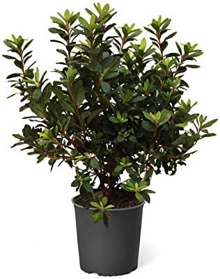 Brighter Blooms - Autumn Angel® Encore® Azalea, 1 Gallon - No Shipping to AK, AZ, HI