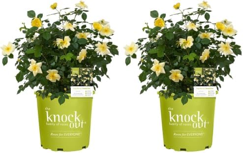 1 Gallon Easy Bee-zy Knock Out Rose