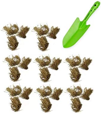 Great Deal - Ultimate Hosta Garden Collection 6-Pack of Bare Roots Hardy Mixed Heart-Shaped Hosta Rich Green Foliage, Low Maintenance
