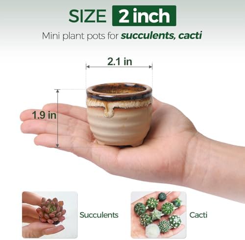 T4U Mini Succulent Ceramic Pots for Gifts, Small Planters for Decor 6 Pack | Planters with Drainage, for live cactus plants, bonsai tree starter pots, indoor windowsill decor, office desk accents
