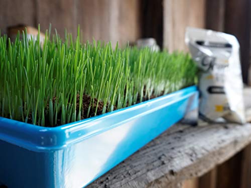 Thunder Acres Wheat Seed, Glysophate Free, Non GMO, Wheatgrass, Hard Red Winter Wheat Berries (10 lbs.)