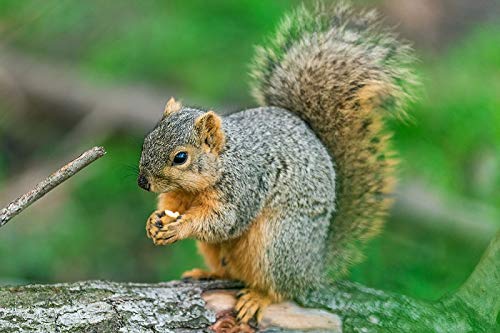 30 lb - Texas Squirrel Grade In Shell & Cracked Pecans Bulk | Millican Pecan since 1888 | San Saba, TX