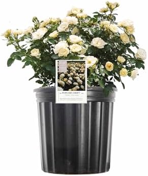 Popcorn Drift Rose 1 Gallon