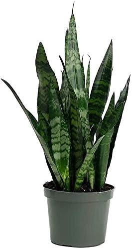 American Plant Exchange Snake Plant – Medium 6-Inch Pot Yellow Sansevieria Trifasciata, Drought-Tolerant, Air-Purifying Live Houseplant for Home