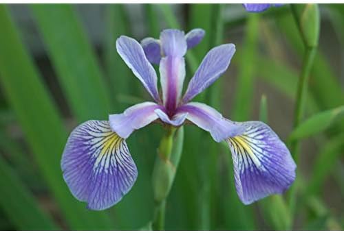 Iris versicolor (Northern Blue Flag Iris) Perennial, blue flowers, 1 - Size Container