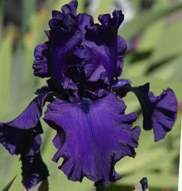 Pretty Flowering Perenials, Reblooming Iris, Bearded Iris, Black, Root, Plant, Great Spectacular Flower Heads